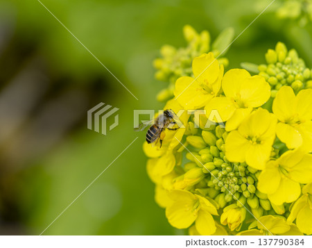 油菜花和蜜蜂 油菜花和蜜蜂 137790384