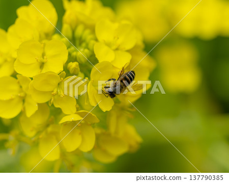 油菜花和蜜蜂 油菜花和蜜蜂 137790385