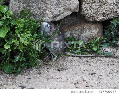 Small Grey Creature Cautiously Observing From Rocky Hideaway Through Surrounding Green Leaves Small Grey Creature Cautiously Observing From Rocky Hideaway Through Surrounding Green Leaves 137790917