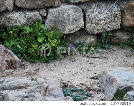 Rustic Textured Scene, Rough Stone Wall With Greenery, Sunlit Mossy Crevices Amid Rustic Masonry Rustic Textured Scene, Rough Stone Wall With Greenery, Sunlit Mossy Crevices Amid Rustic Masonry 137790919