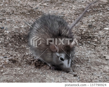 Highly Detailed View Of Brown Rat With Focused Whiskers Investigating Surface Beneath Its Nose Highly Detailed View Of Brown Rat With Focused Whiskers Investigating Surface Beneath Its Nose 137790924