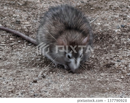 Rat Searches Food, Vigilant Brown Rat Traverses Sandy Ground In Search Of Food Quickly And Discreetly Rat Searches Food, Vigilant Brown Rat Traverses Sandy Ground In Search Of Food Quickly And Discreetly 137790928