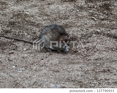 Quiet Cautious Creature, Earthtoned Animal Alert And Resting, Seated Small Mammal Observing Terrain Quietly 137790933