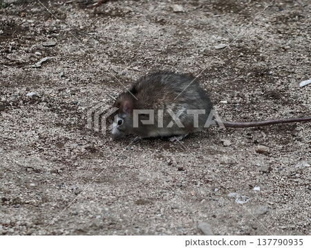 Animal In Natural Environment Looks Directly, Wildlife Moment Captured With Animal Focusing On Camera 137790935