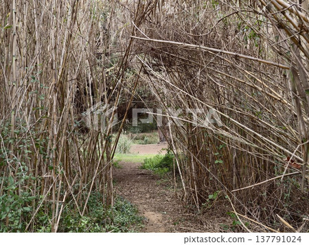 Winding Trail Surrounded By Foliage, Secluded Forest Walkway With Textured Ground And Soft Lighting Winding Trail Surrounded By Foliage, Secluded Forest Walkway With Textured Ground And Soft Lighting 137791024