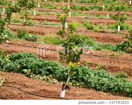 Organized Planting Lines With Trunk Protectors And Irrigation Supporting Sustainable Smallholder Agriculture 137791033