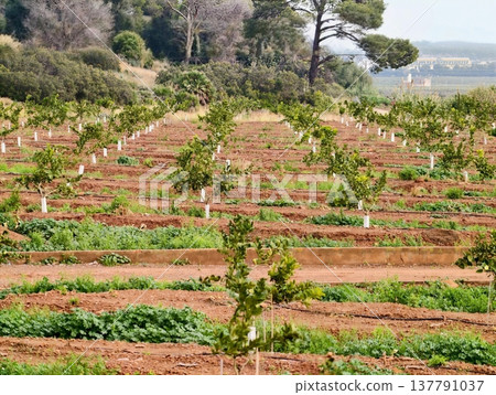 Coastal Terrace Featuring Young Citrus Trees, Gentle Sea Breeze Caresses Shoreline With Palms And Orchard Coastal Terrace Featuring Young Citrus Trees, Gentle Sea Breeze Caresses Shoreline With Palms And Orchard 137791037