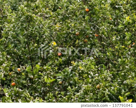 Juicy Oranges Basking In Sunlight, Bright Canopy Displaying Mature Oranges Amidst Verdant Lush Leaves Juicy Oranges Basking In Sunlight, Bright Canopy Displaying Mature Oranges Amidst Verdant Lush Leaves 137791041