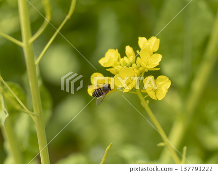 Bees collecting nectar and pollen from rape blossoms Bees collecting nectar and pollen from rape blossoms 137791222