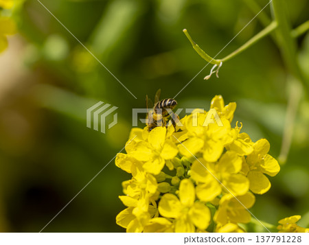 Bees collecting nectar and pollen from rape blossoms Bees collecting nectar and pollen from rape blossoms 137791228