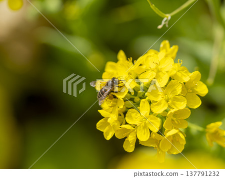 Bees collecting nectar and pollen from rape blossoms 137791232