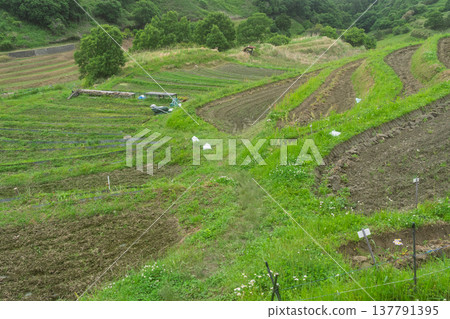 這是在大阪府千早赤坂村下赤坂拍攝的梯田照片,拍攝於水稻插秧之前。 這是在大阪府千早赤坂村下赤坂拍攝的梯田照片,拍攝於水稻插秧之前。 137791395