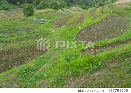 A photograph of terraced rice fields in Shimoakasaka, Chihayaakasaka Village, Osaka Prefecture, taken before rice planting. A photograph of terraced rice fields in Shimoakasaka, Chihayaakasaka Village, Osaka Prefecture, taken before rice planting. 137791396
