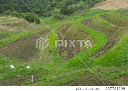 A photograph of terraced rice fields in Shimoakasaka, Chihayaakasaka Village, Osaka Prefecture, taken before rice planting. A photograph of terraced rice fields in Shimoakasaka, Chihayaakasaka Village, Osaka Prefecture, taken before rice planting. 137791399