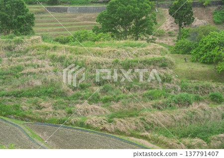 這是在大阪府千早赤坂村下赤坂拍攝的梯田照片，拍攝於水稻插秧之前。 137791407