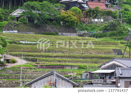 A photograph of terraced rice fields in Shimoakasaka, Chihayaakasaka Village, Osaka Prefecture, taken before rice planting. A photograph of terraced rice fields in Shimoakasaka, Chihayaakasaka Village, Osaka Prefecture, taken before rice planting. 137791437