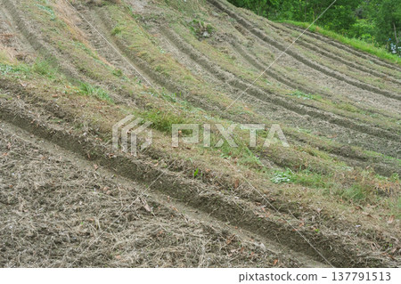 這是在大阪府千早赤坂村下赤坂拍攝的梯田照片,拍攝於水稻插秧之前。 這是在大阪府千早赤坂村下赤坂拍攝的梯田照片,拍攝於水稻插秧之前。 137791513