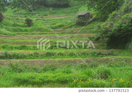 這是在大阪府千早赤坂村下赤坂拍攝的梯田照片，拍攝於水稻插秧之前。 137791523