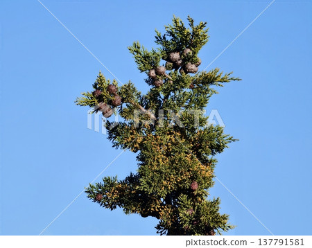 Solitary Pine Silhouette, Serene Green Tree Against Sky, Calm Conifer Standing Tall Among Clouds 137791581