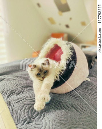 A charming purebred kitten is resting in a soft bed. 137792255