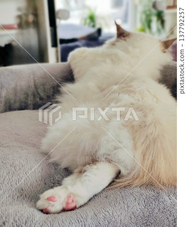 A pink paw pad and fluffy bottom of a cat sleeping soundly on a soft gray blanket 137792257