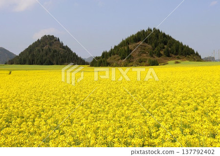 中國雲南省羅平市的油菜花海 137792402