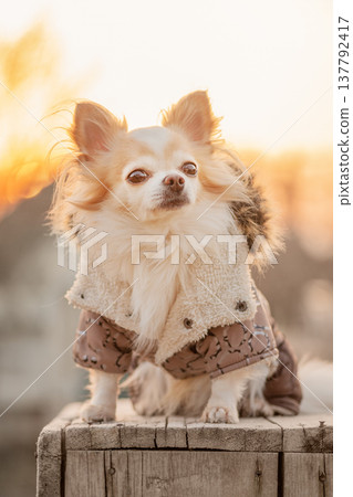 Chihuahua dog in beige clothes on a blurred nature background. 137792417