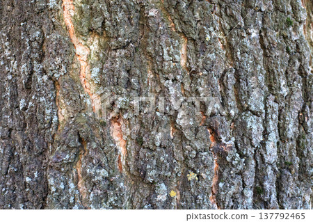 Rough textured tree bark with deep fissures and patches of grey lichen. A natural background pattern showcasing the organic details 137792465