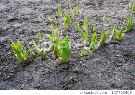 Irises, young shoots in a garden bed in spring. Perennial flower rhizomes. Young green shoots 137792466