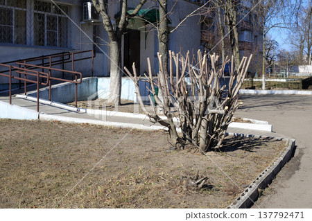 Carefully pruned trees and ornamental shrubs near city building. Professional landscaping and spring garden maintenance Carefully pruned trees and ornamental shrubs near city building. Professional landscaping and spring garden maintenance 137792471