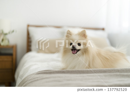 A Pomeranian sitting on a bed 137792520