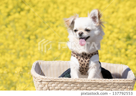 一片油菜花田，籃子裡裝著吉娃娃犬Mugi-chan。 137792553