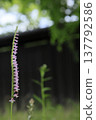 Twisted flowers growing from the ground 137792586