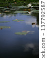 White water lily floating on the water 137792587
