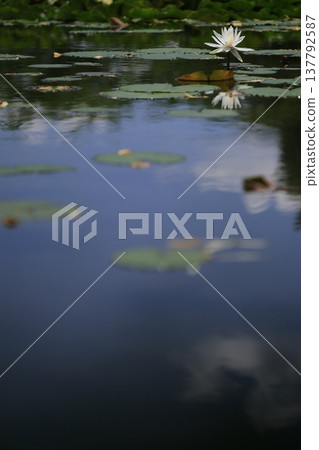 White water lily floating on the water White water lily floating on the water 137792587
