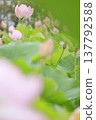 Summer lotus pond, pure flowers 137792588