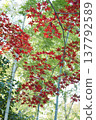 Maple trees with their leaves turning red, backed by a bamboo grove. 137792589
