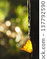 Autumn leaves caught on the tree trunk 137792590