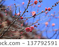 Red plum blossoms shining in the blue sky 137792591