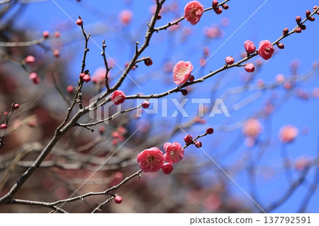 Red plum blossoms shining in the blue sky Red plum blossoms shining in the blue sky 137792591