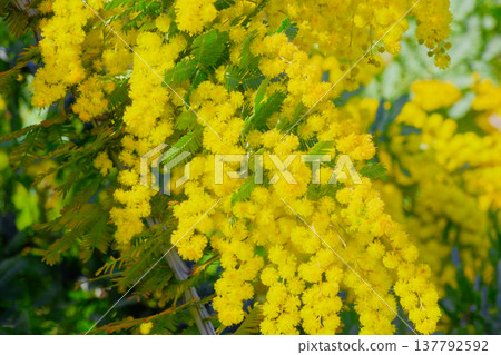 Yellow flowers of the mimosa tree (a legume family) Yellow flowers of the mimosa tree (a legume family) 137792592
