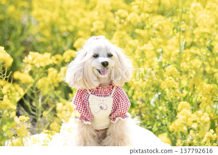 馬爾濟斯犬潘娜在油菜花田中露出了笑容。 馬爾濟斯犬潘娜在油菜花田中露出了笑容。 137792616