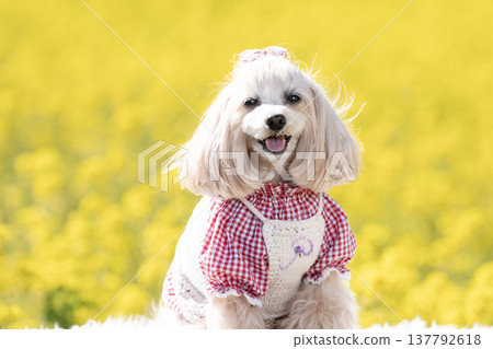 馬爾濟斯犬潘娜在油菜花田中露出了笑容。 馬爾濟斯犬潘娜在油菜花田中露出了笑容。 137792618