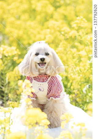 馬爾濟斯犬潘娜在油菜花田中露出了笑容。 馬爾濟斯犬潘娜在油菜花田中露出了笑容。 137792620