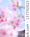 Kawazuzakura in high key against the blue sky 137792623
