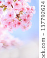 Kawazu cherry tree in full bloom shining in the blue sky 137792624