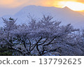 Somei Yoshino cherry blossoms blooming against the backdrop of mountains bathed in the setting sun. 137792625