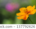 Vivid yellow cosmos cosmos 137792626