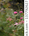 Pink rose flowers 137792627