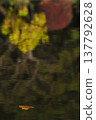 Autumn leaves reflected on the water's surface and fallen leaves on the water's surface 137792628
